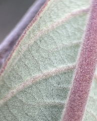 Frangula californica tomentella