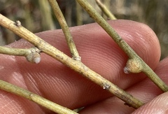 Rhopalomyia chrysothamni