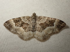 Epirrhoe rivata
