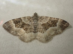 Epirrhoe rivata