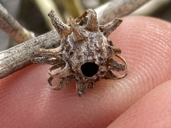 Rhopalomyia utahensis