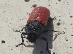 Bostrichus capucinus
