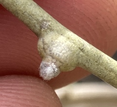 Rhopalomyia chrysothamni