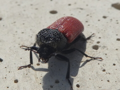 Bostrichus capucinus