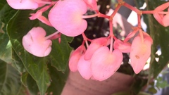 Begonia maculata