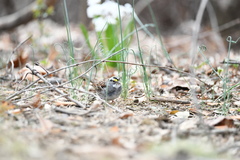 Zonotrichia albicollis