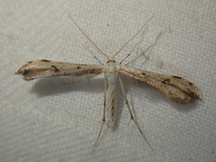 Hellinsia lienigianus