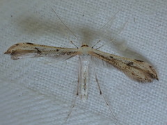 Hellinsia lienigianus