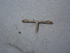 Hellinsia lienigianus