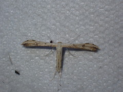 Hellinsia lienigianus