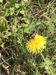 Bombus bifarius