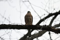 Accipiter cooperii