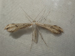 Hellinsia lienigianus