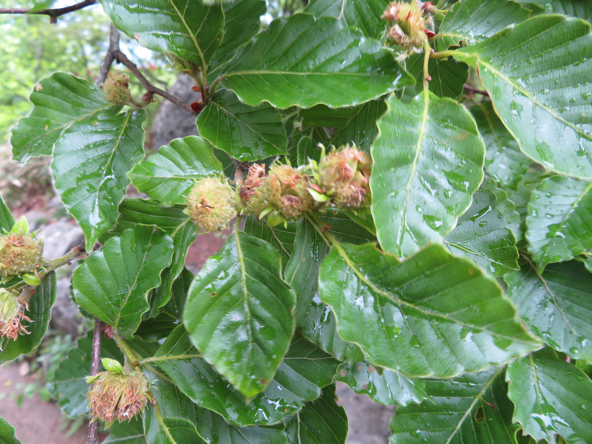 Japanese beech (Fagus crenata)  iNaturalist