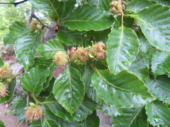 Fagus crenata