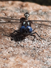 Macrothemis imitans