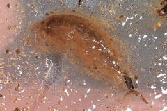 Gammarus fossarum