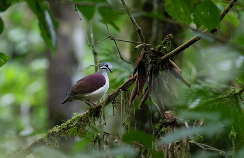 Sapphire Quail-Dove (Geotrygon saphirina), photo 2