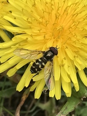 Dasysyrphus