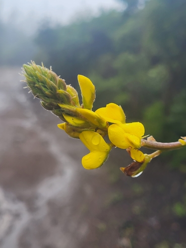 Adenocarpus foliolosus