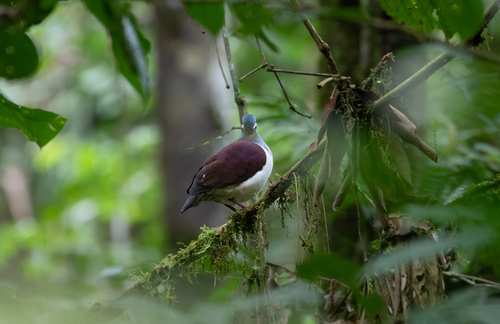 Sapphire Quail-Dove (Geotrygon saphirina), photo 3