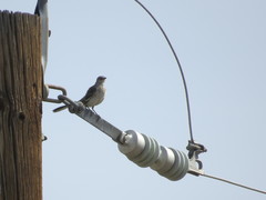 Mimus polyglottos