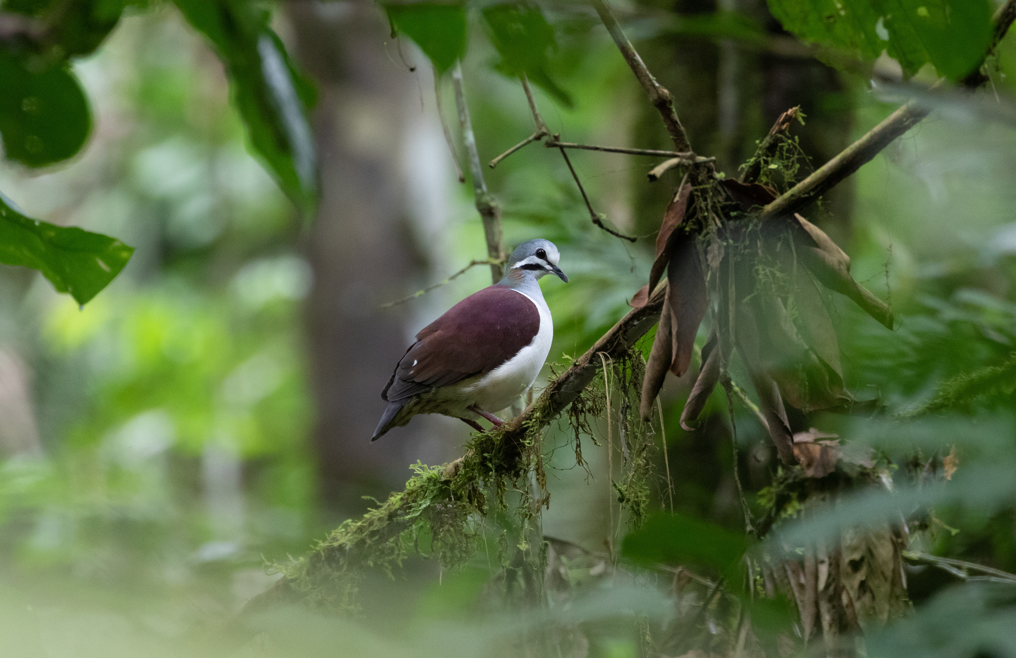 Sapphire Quail-Dove (Geotrygon saphirina), photo 1