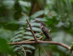 Phaethornis malaris