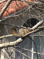 Sciurus niger