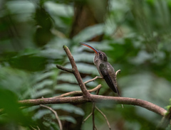Phaethornis malaris