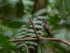 Phaethornis malaris