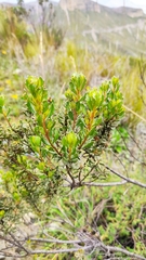 Baccharis tola