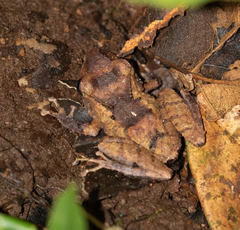 Pristimantis kichwarum