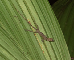 Anolis fuscoauratus