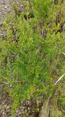 Minthostachys mollis