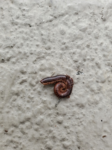Rusty Millipede photo 5