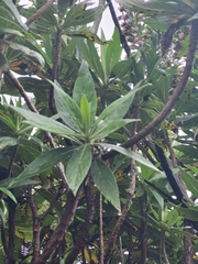Echium acanthocarpum