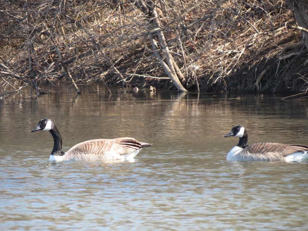 Canada Goose from Rockford, IL, USA on March 27, 2022 at 09:02 AM by ...