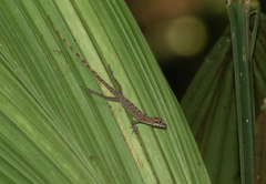 Anolis fuscoauratus