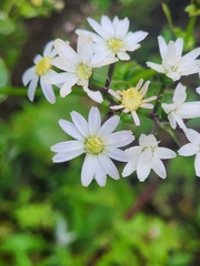 Pericallis steetzii image