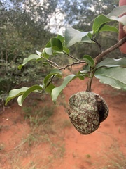 Monodora junodii macrantha