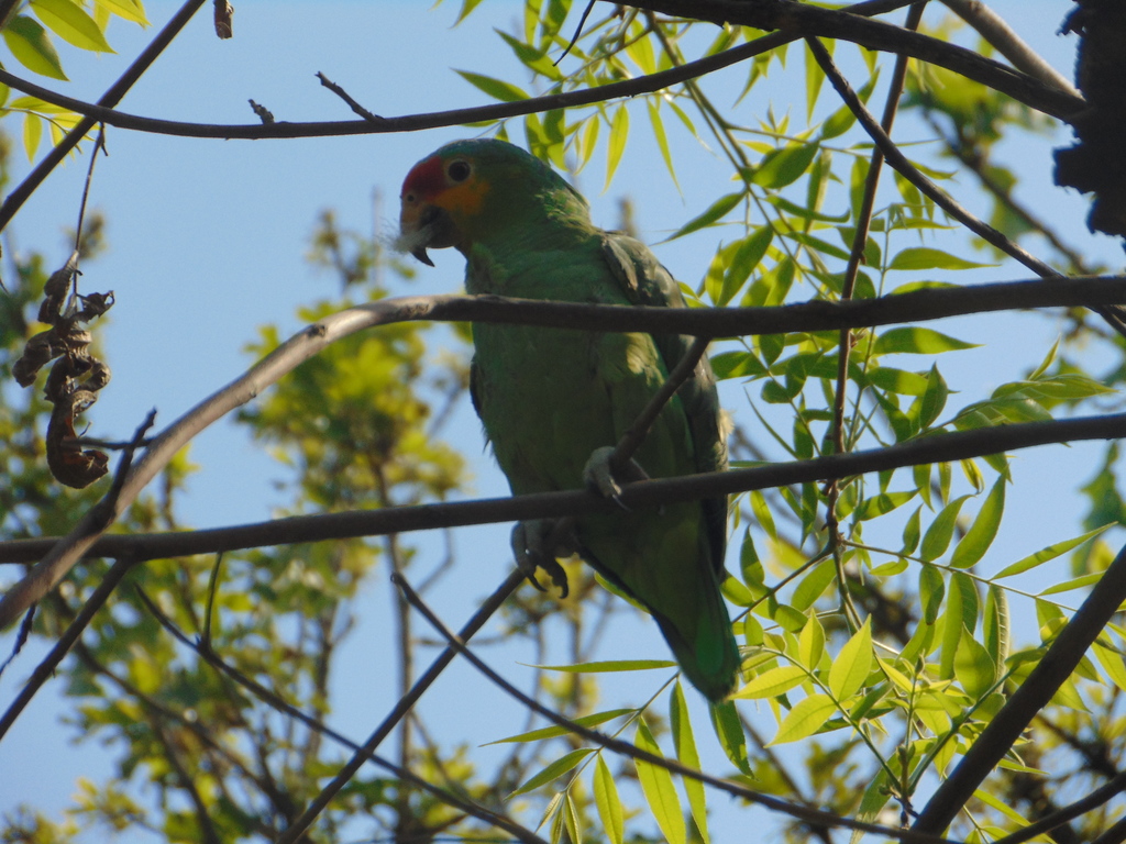 Red-lored Parrot in March 2022 by deltadromeus980 · iNaturalist