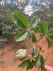 Monodora junodii macrantha