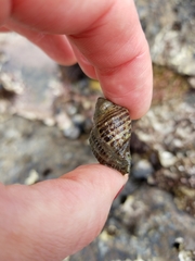 Buccinidae