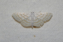 Scopula penultima