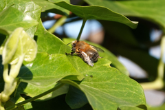 Anthophora plumipes
