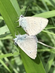 Glaucopsyche lygdamus oro