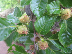 Fagus crenata