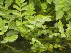 Berula erecta