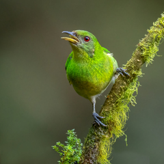 Green Honeycreeper photo 5